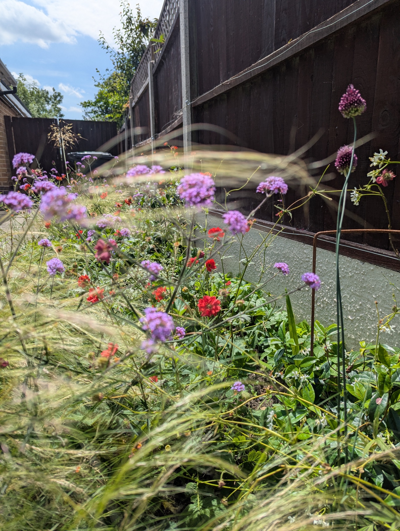 A Nottingham garden border with verbena, geum and ornamental grasses